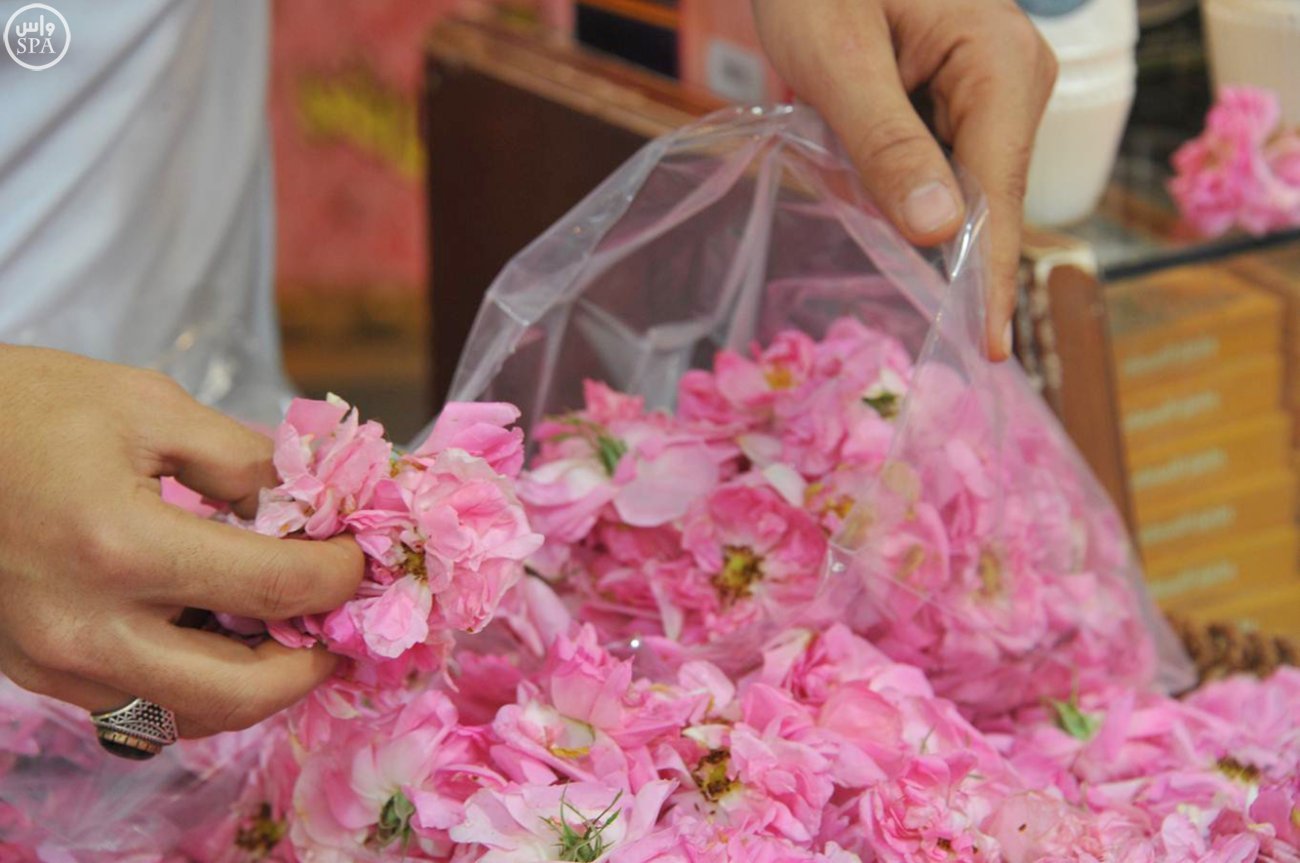 عملية تقطير الورد الطائفي في الطائف